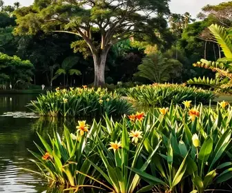 Descubra o Jardim de Vitórias-Régias do Alto Jari em Santarém - PA