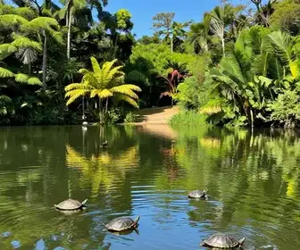 Descubra o Lago das Tartarugas de Coroca em Santarém - PA