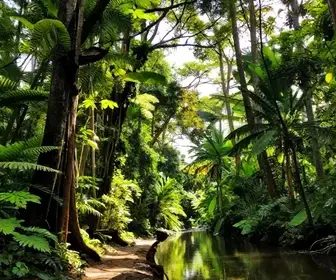 Explorando a Trilha das Preguiças no Canal do Jari: Uma Aventura Natural em Santarém