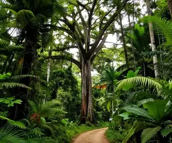 Explore a Trilha da Samaúma na Floresta Nacional do Tapajós